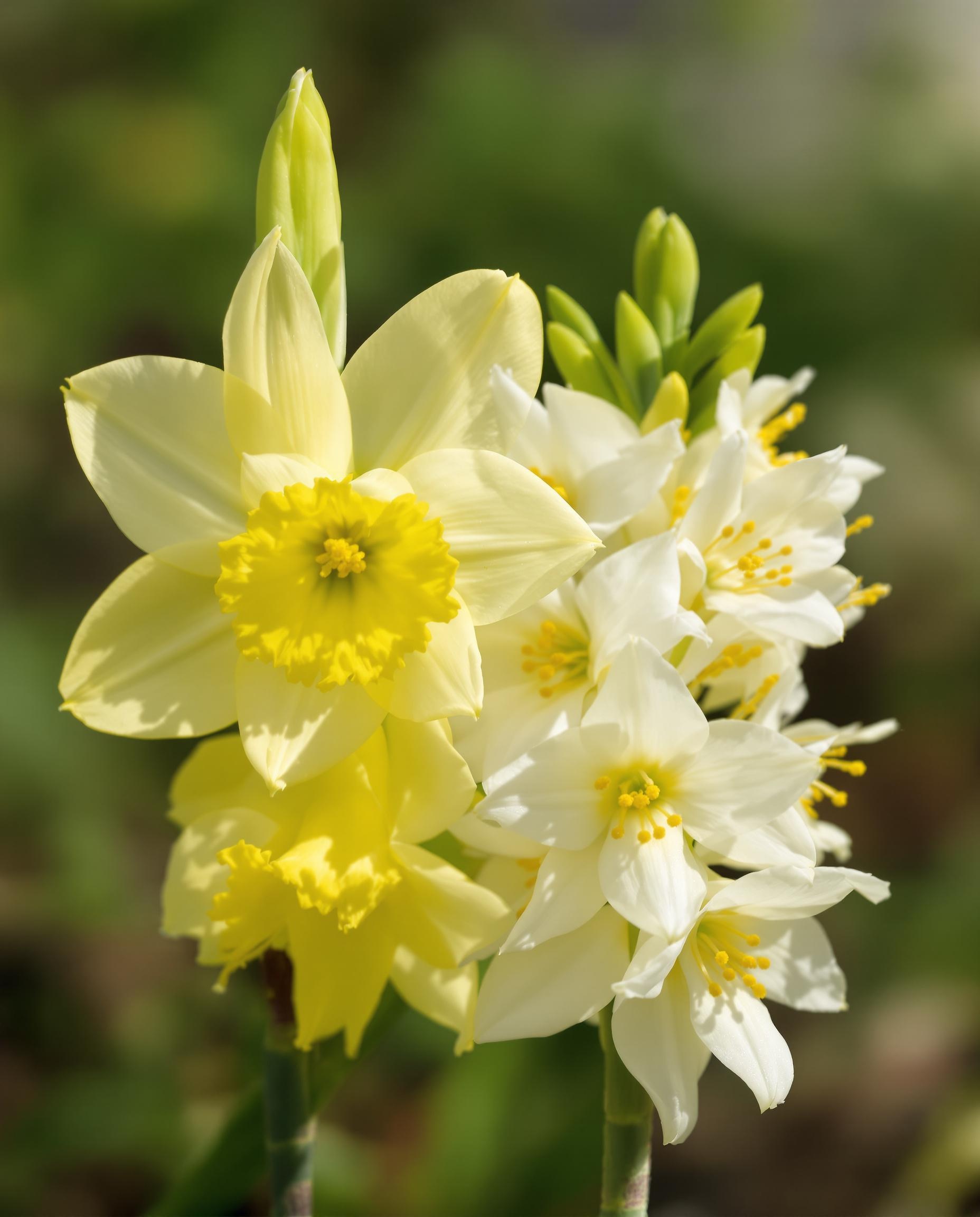 Comparaison entre Narcissus pseudonarcissus et Narcissus jonquilla, montrant les différences morphologiques.