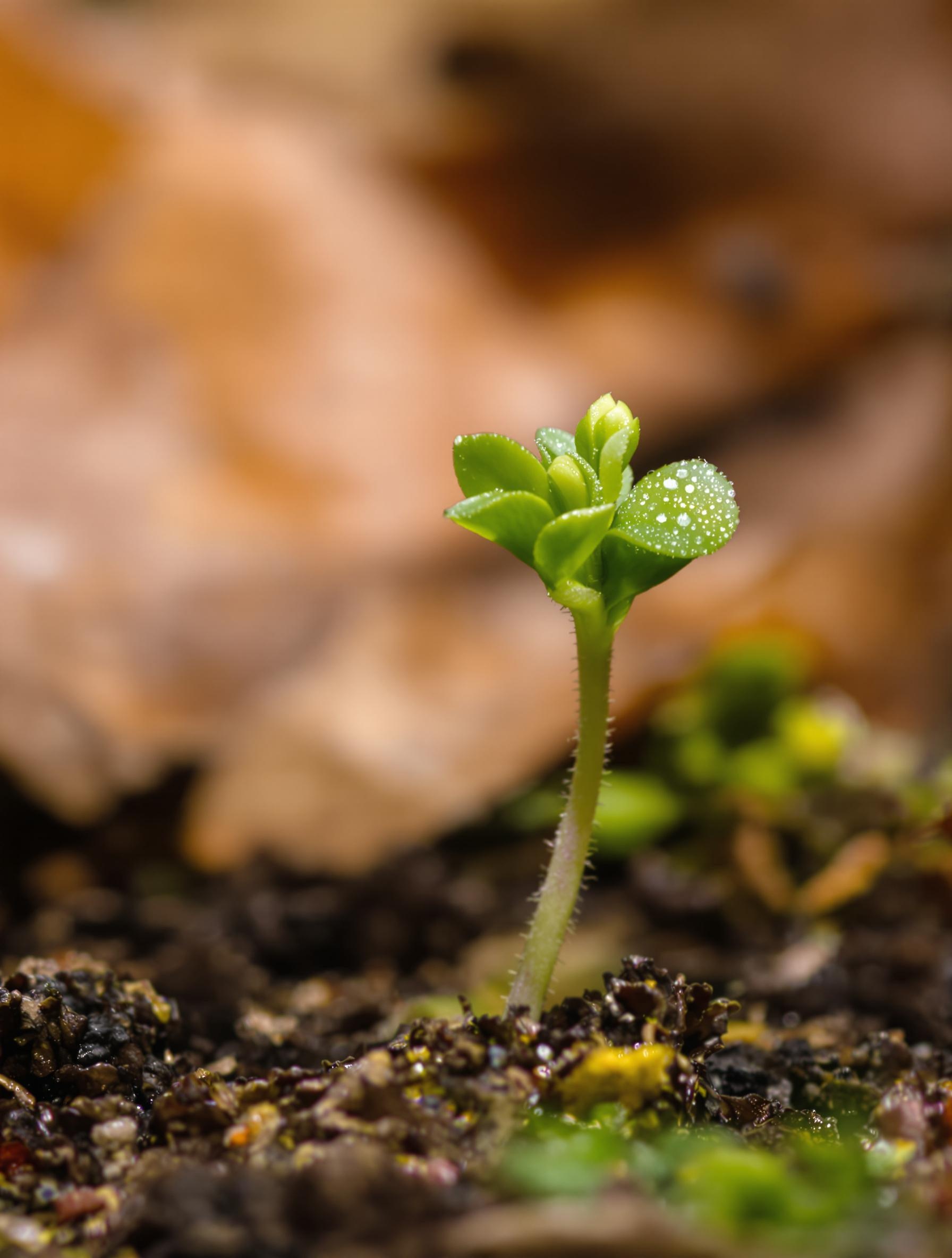 Semis de Myosotis en pleine levée sur sol humifère avec feuilles de hêtre.