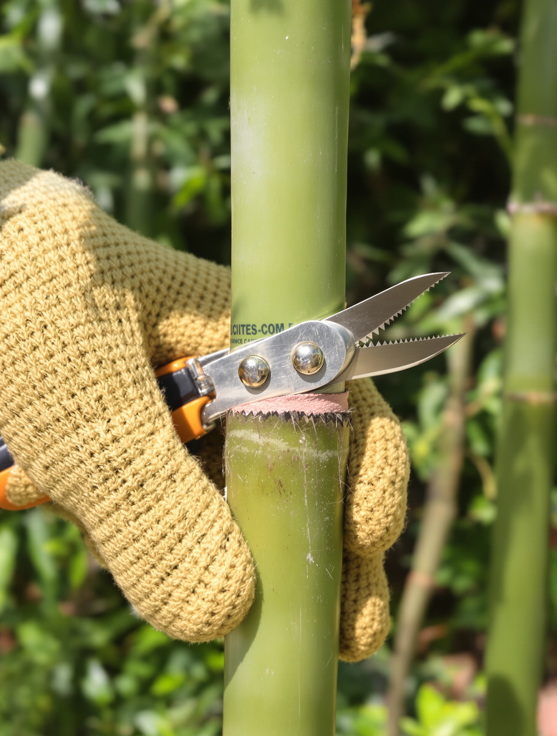 Gros plan sur une main gantée tenant un sécateur, en train de couper une canne de bambou juste au-dessus d'un nœud. La coupe est nette et en biais, illustrant parfaitement la technique.
