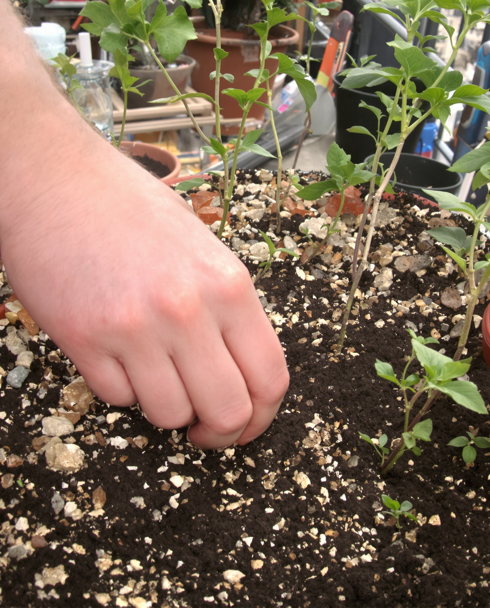 Semis des graines de poivrier Piper nigrum en pot sur fond de balcon urbain.