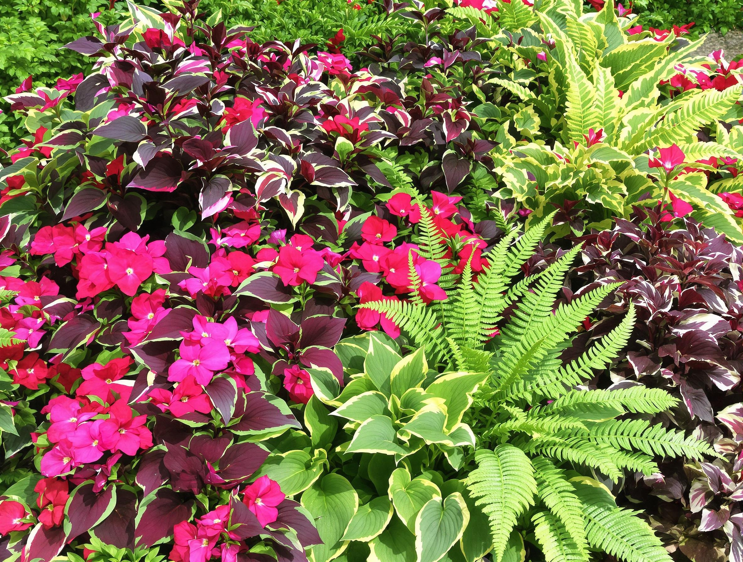 Massif mi-ombre éclatant avec impatiens Nouvelle-Guinée fuchsia, heuchères pourpres, hostas verts panachés et fougères
