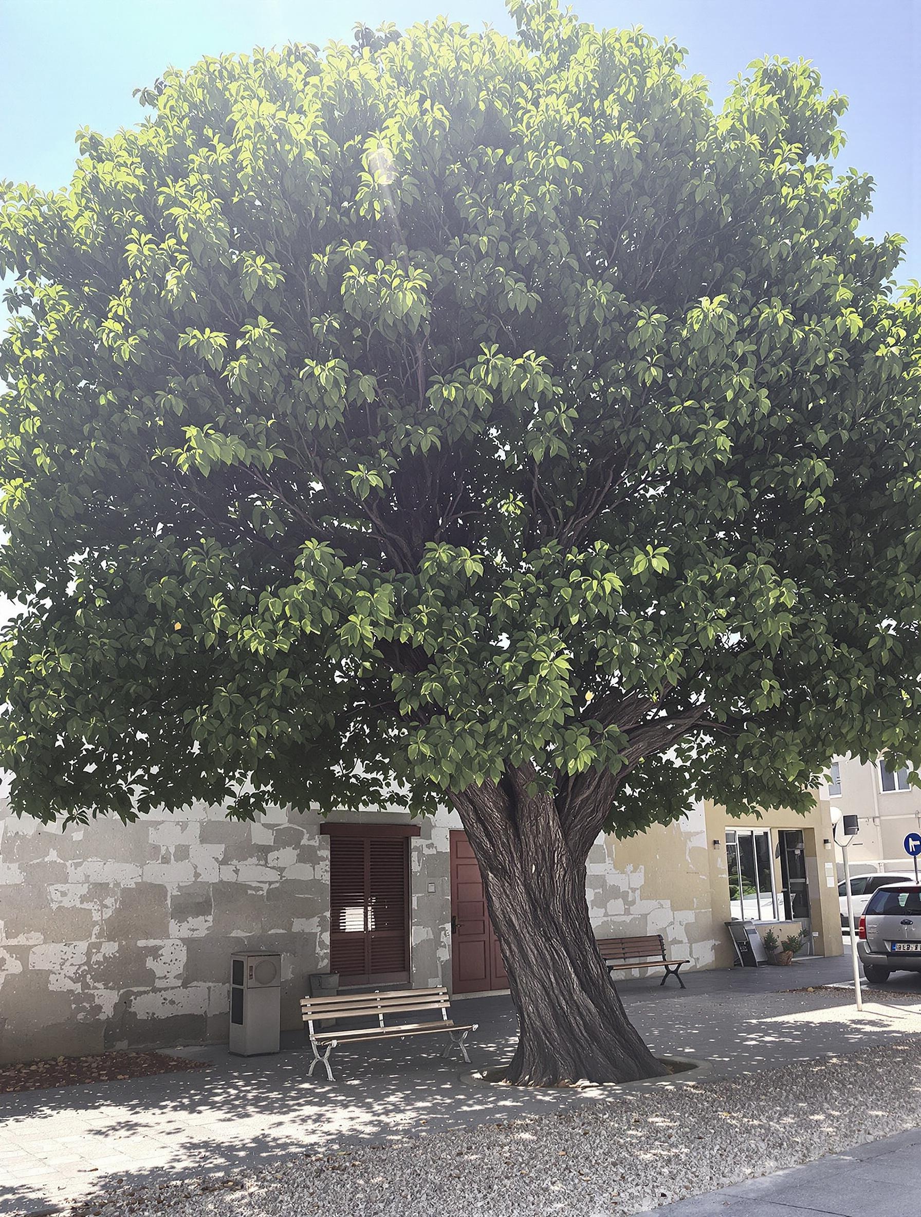 Mûrier platane adulte exposé en plein soleil en ville, avec un sol caillouteux légèrement calcaire et une large ombre portée sur un mobilier urbain vintage.