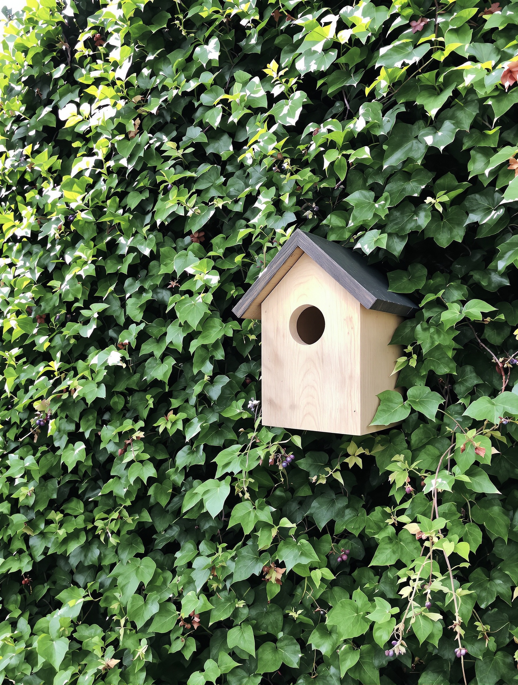 Nichoir semi-ouvert pour rouge-gorge, parfaitement intégré à la végétation du jardin