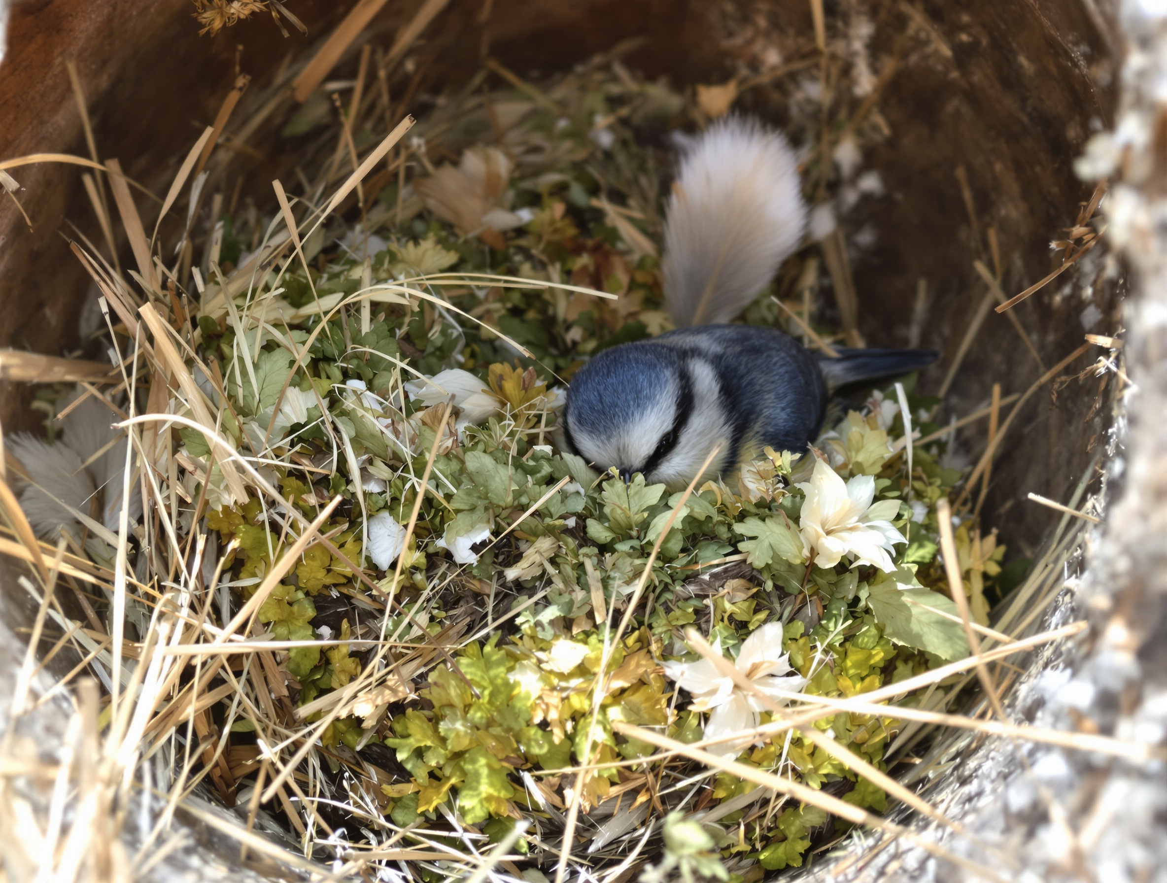 Nid de mésange en construction : superposition de mousse, poils d’animaux et plumes fines pour un résultat ultra-confort.