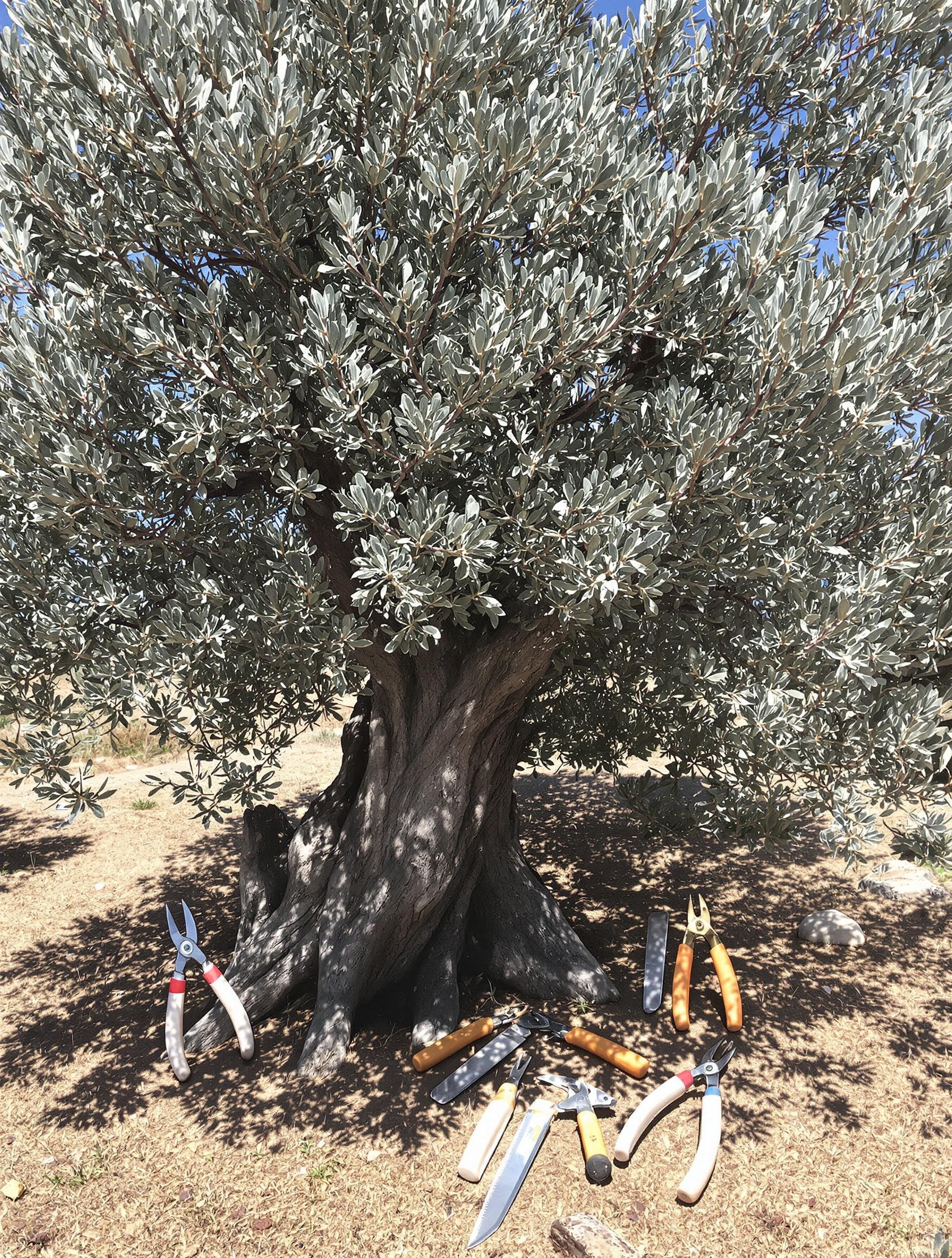 Taille d’un olivier avec des outils propres pour retirer les branches mortes