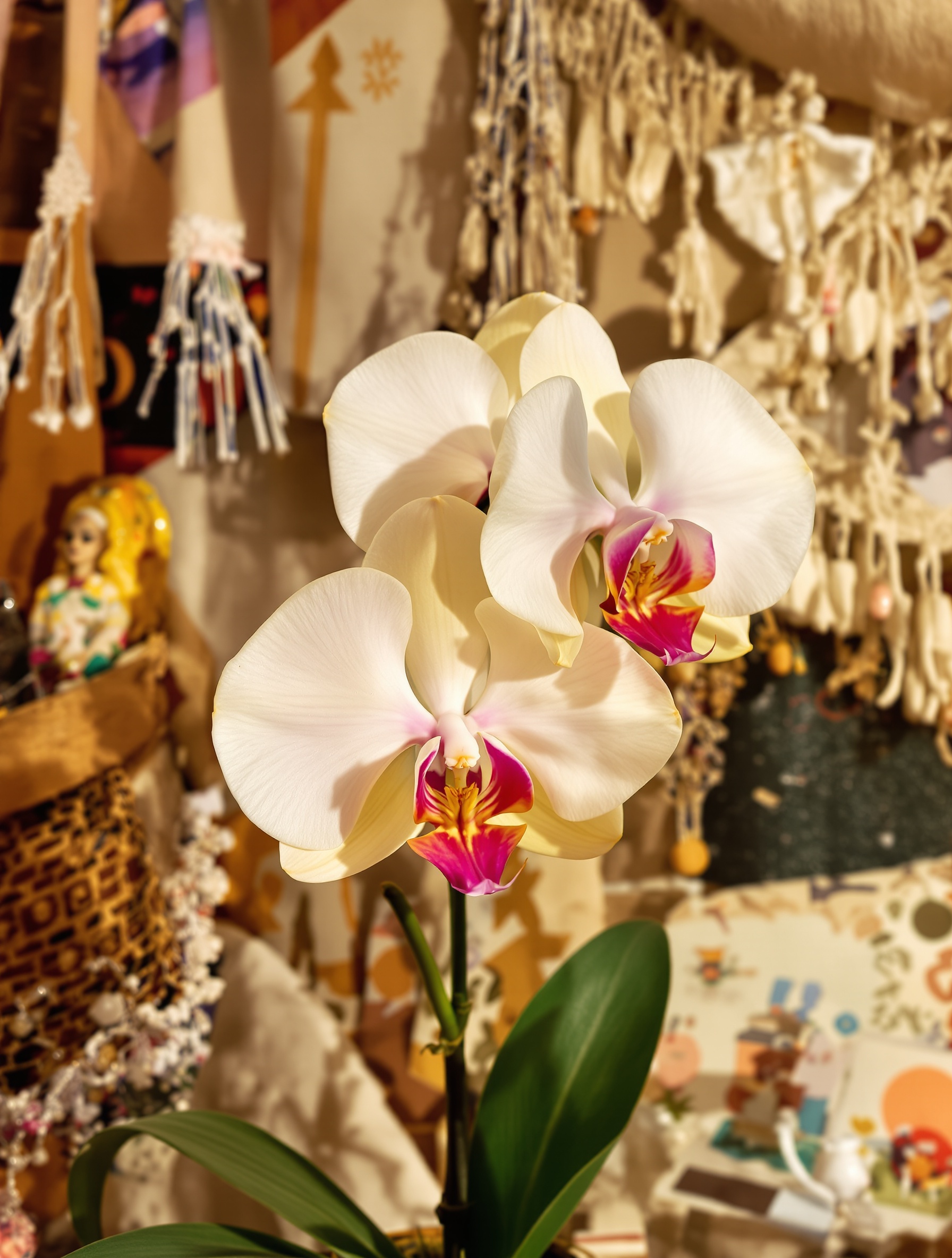 Orchidée Phalaenopsis hampe coupée proprement décor bohème