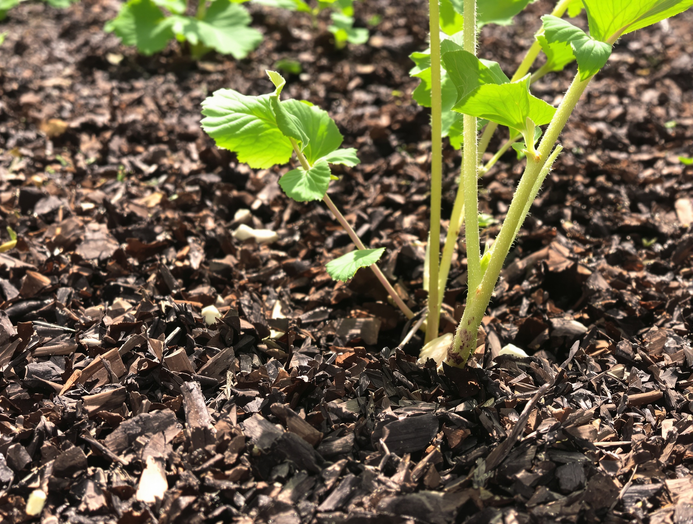 paillage épais pied capucine tubéreuse