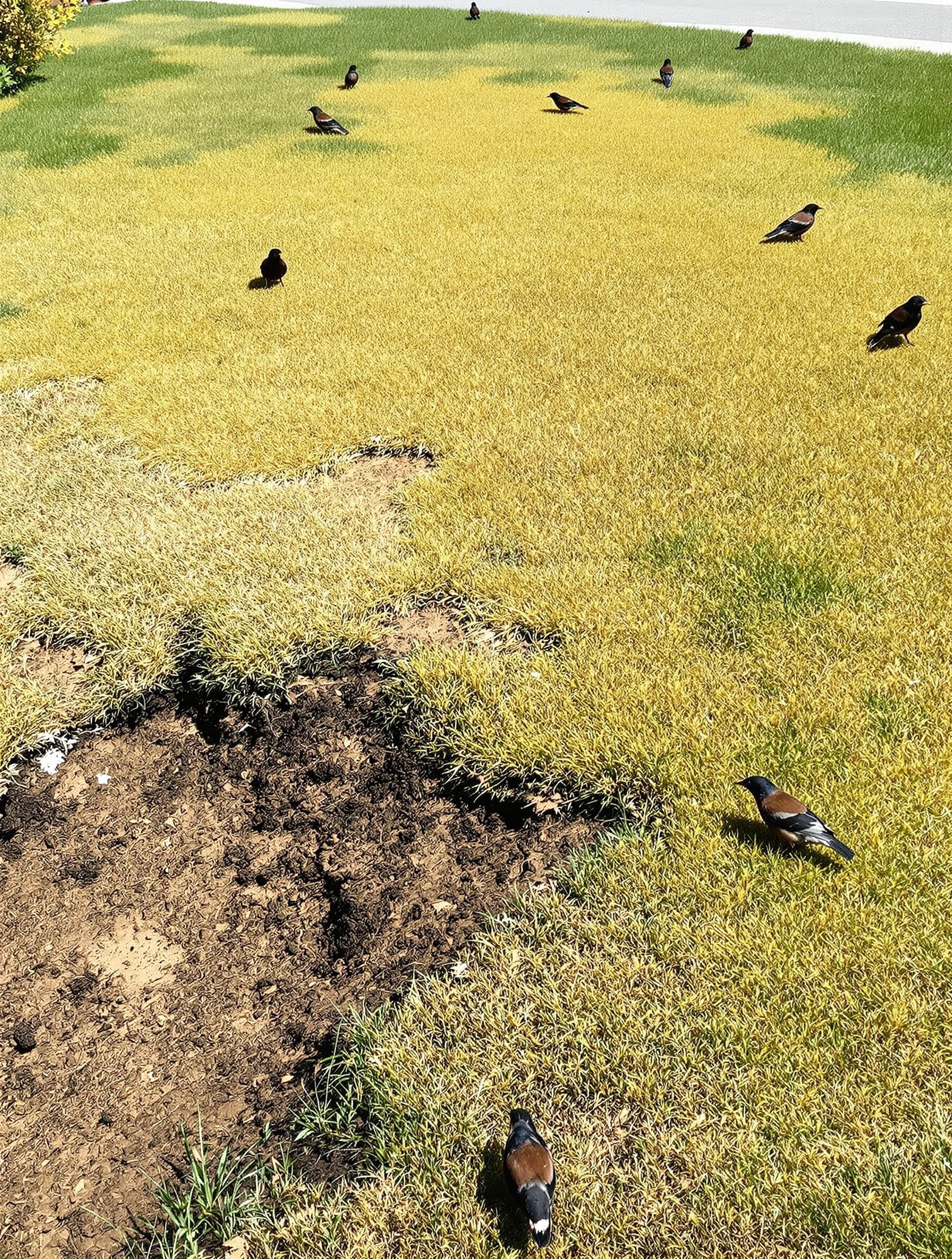 Pelouse attaquée par des larves de hanneton, avec zones jaunies et oiseaux fouillant le sol