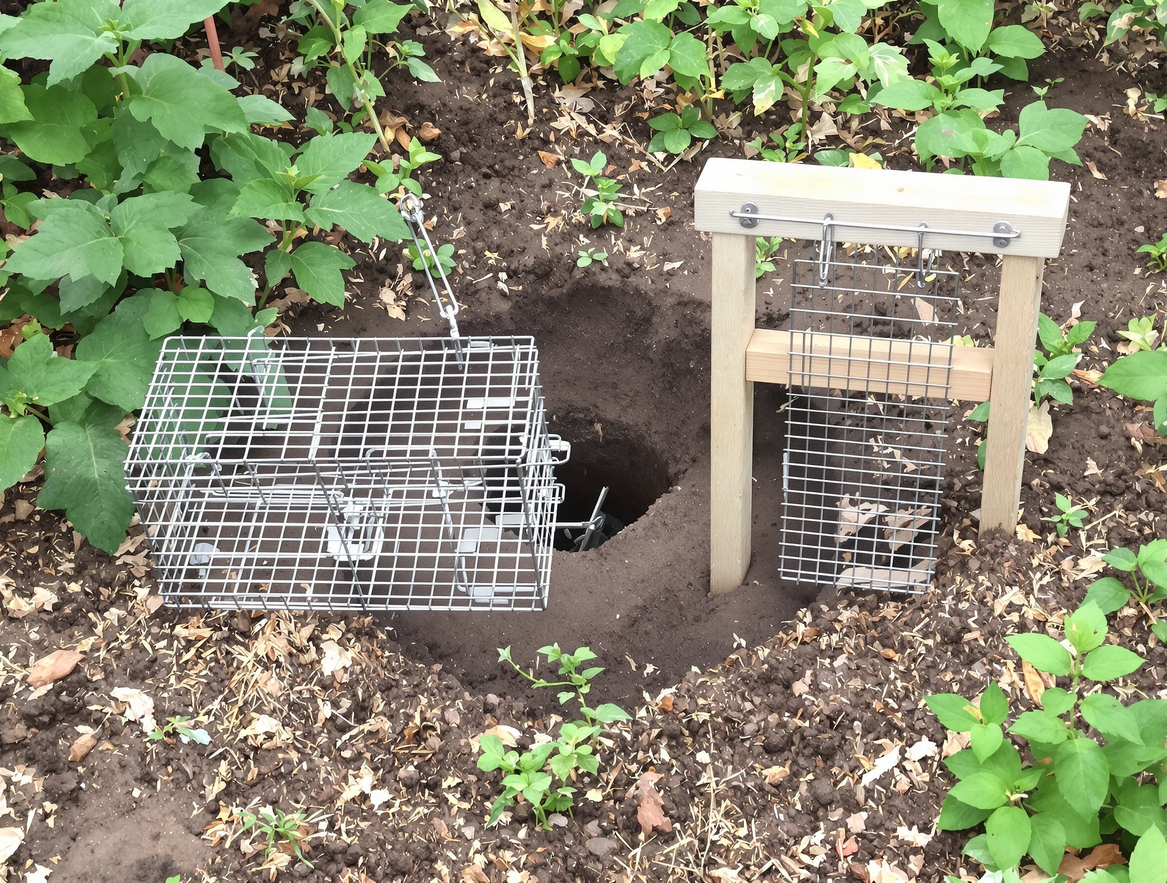 différents types de pièges mulots potager nasse capture guillotine trou
