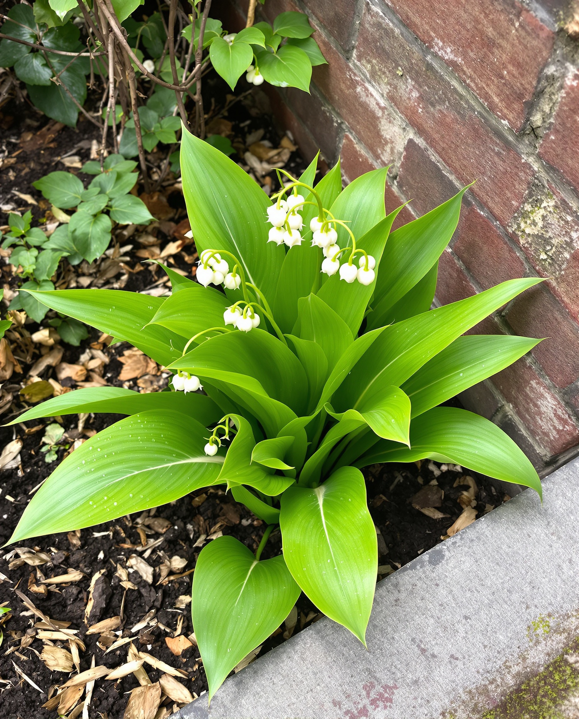 Muguet sain poussé facilement coin ombragé urbain