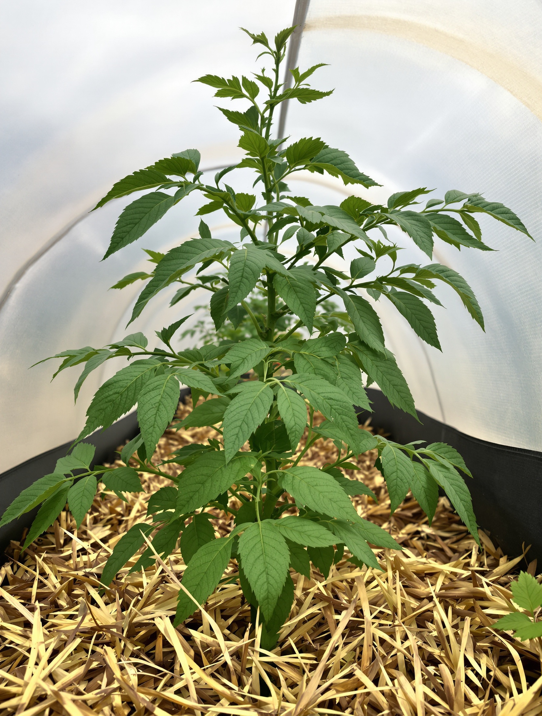 Plant de tomate Maestria F1 protégé sous un tunnel plastique bas et entouré d'un paillis de Miscanthus. Feuilles parfaitement saines. Aucun symptôme du mildiou.