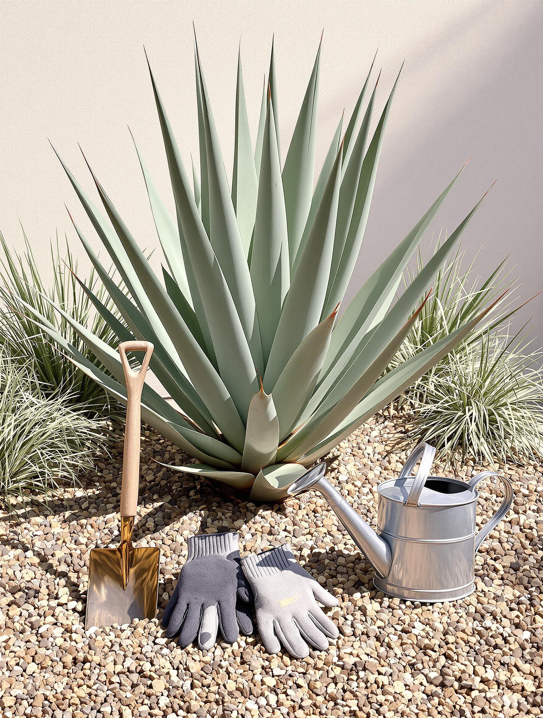 Plantation d'Agave americana dans un sol graveleux