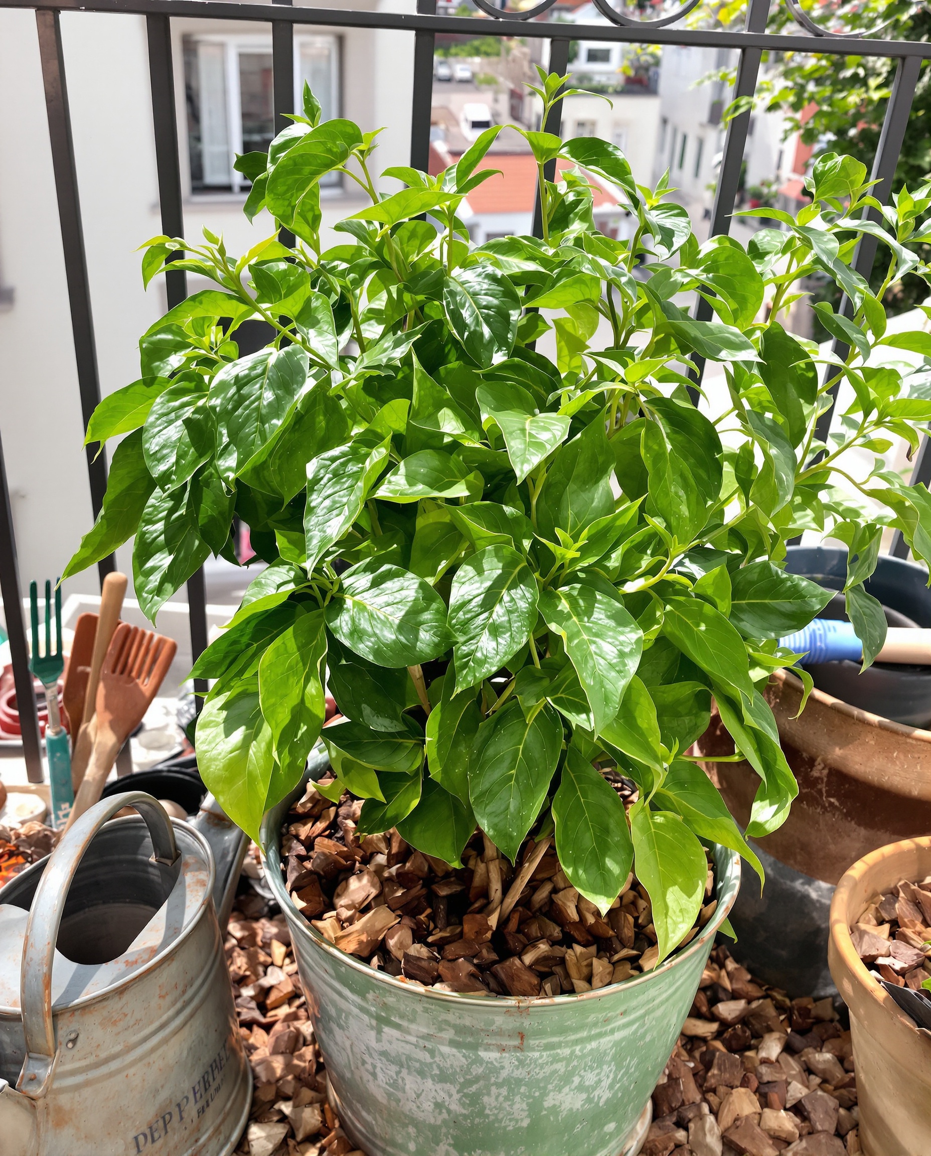 Poivrier sur balcon paillé copeaux bois billes argile arrosoir vintage ambiance urbaine