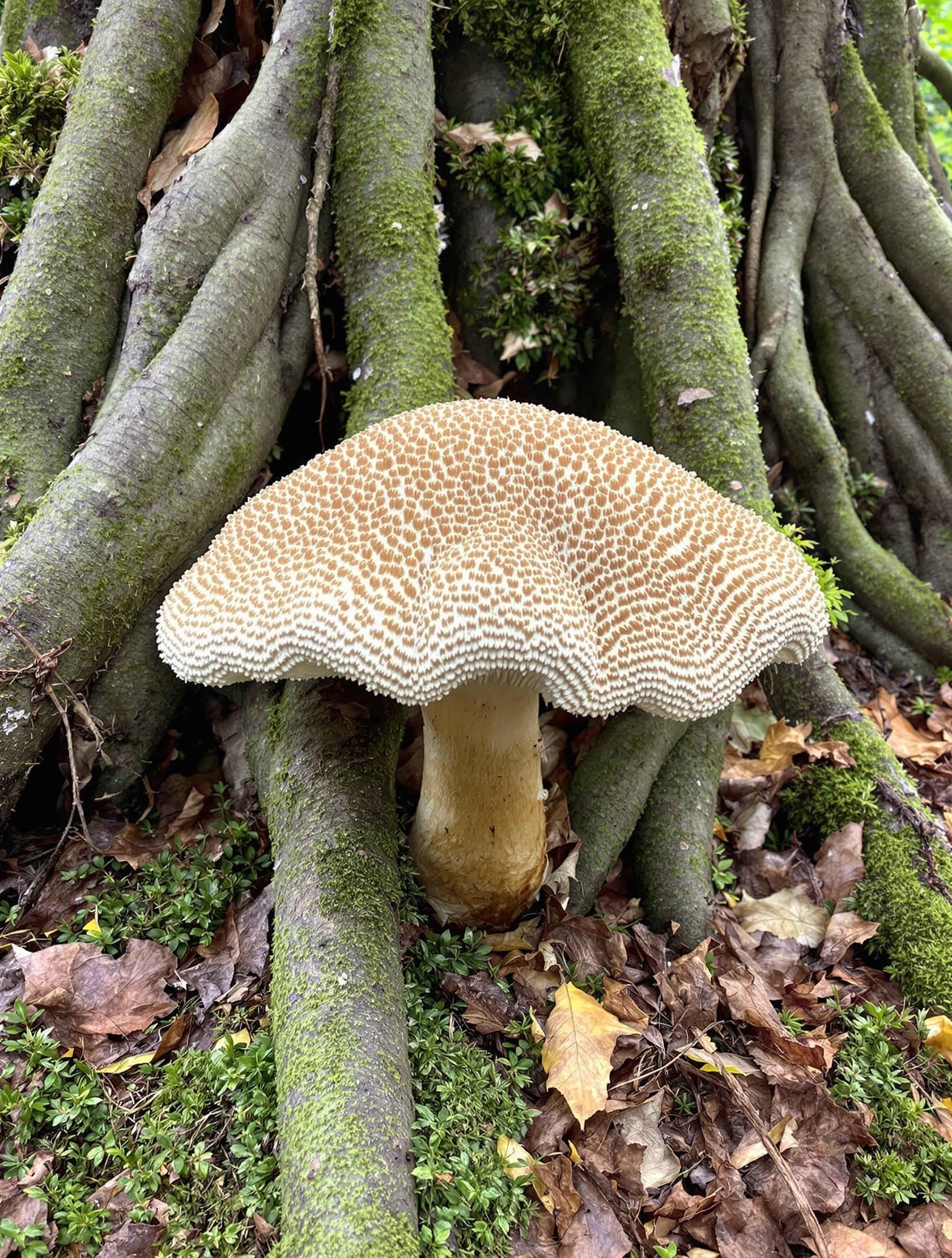 Polypore en ombelle mature dans son habitat naturel.