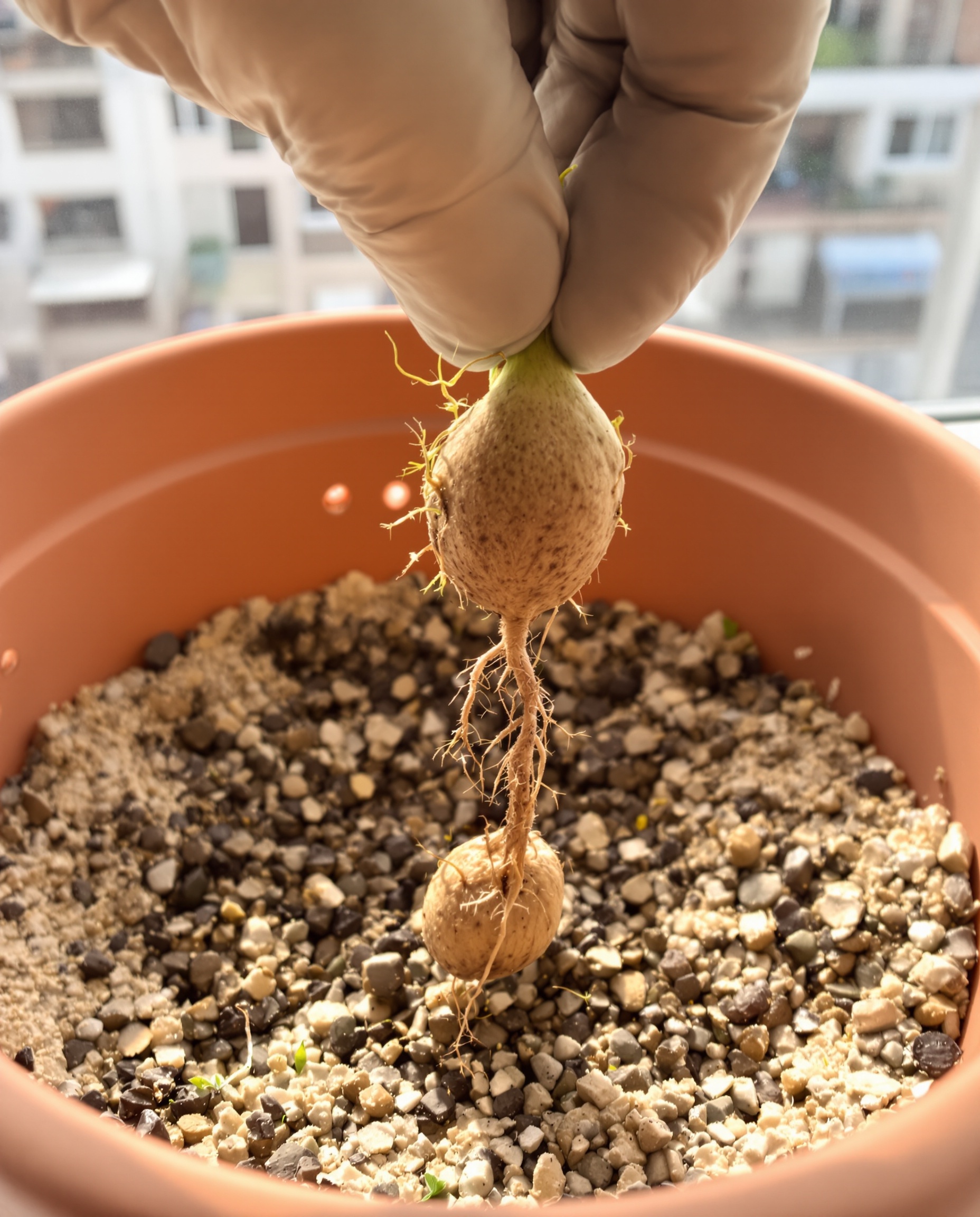 Planter noyau avocat germé dans pot avec drainage et terreau léger