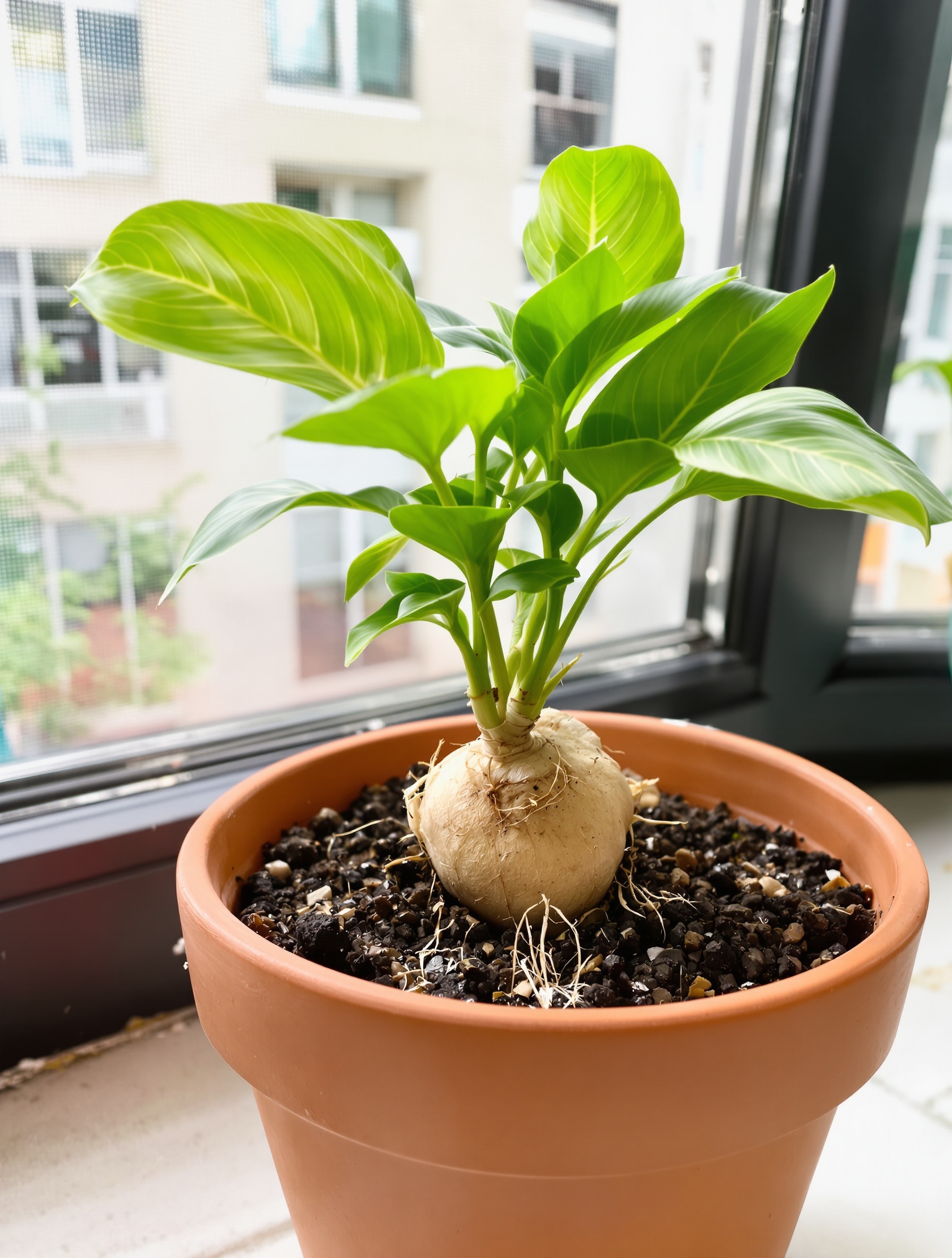 Pot de gingembre en pleine croissance sur un rebord de fenêtre urbain