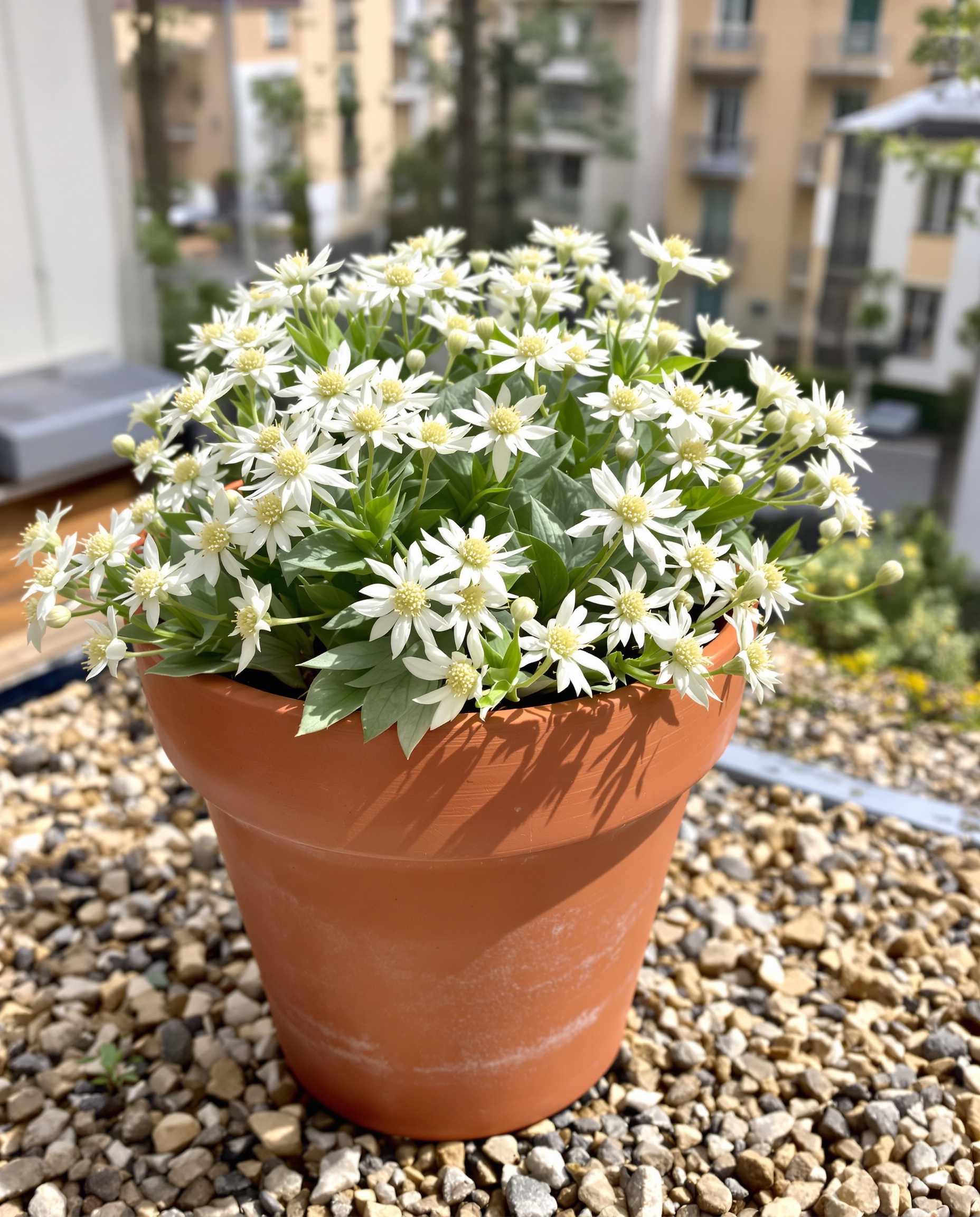 Edelweiss en pot terre cuite sur substrat minéral