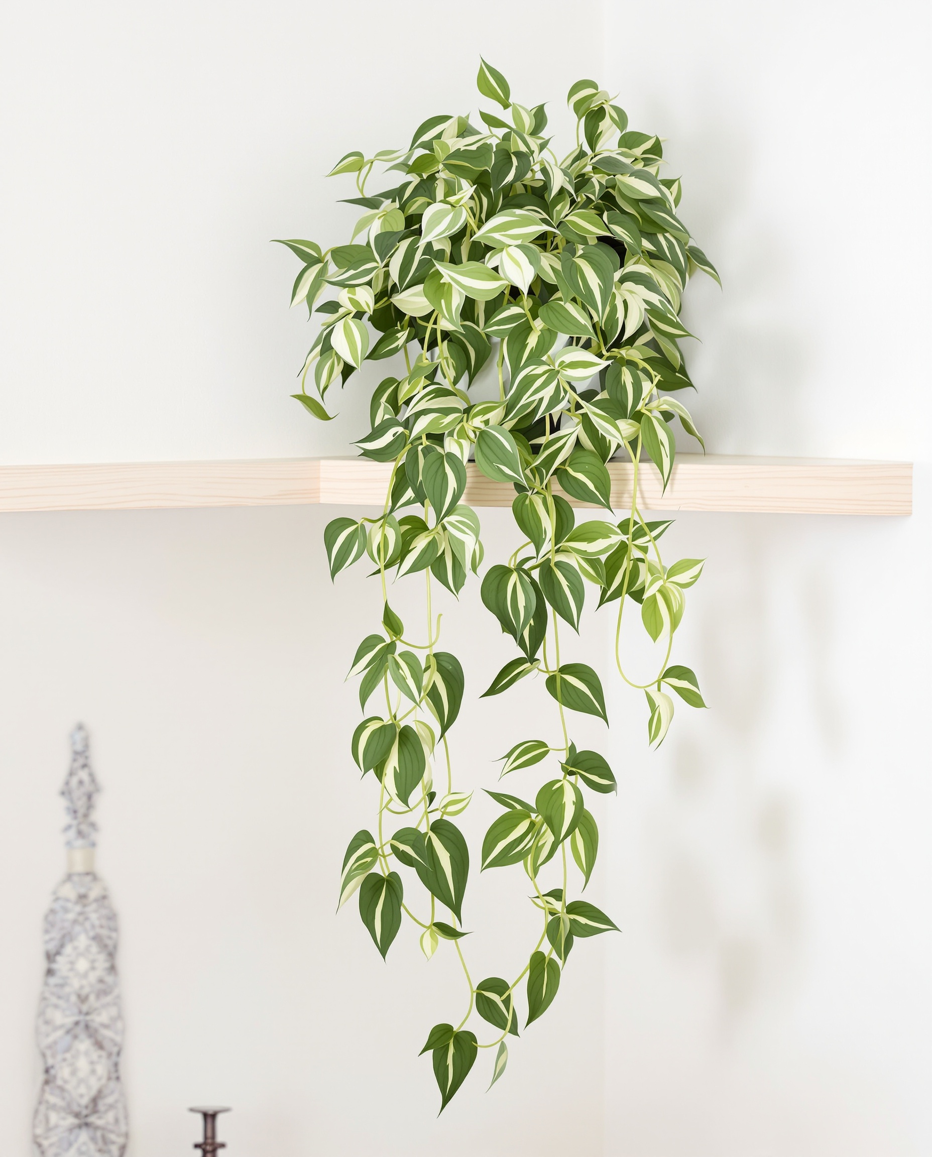 Pothos retombant bibliothèque toilettes minimaliste