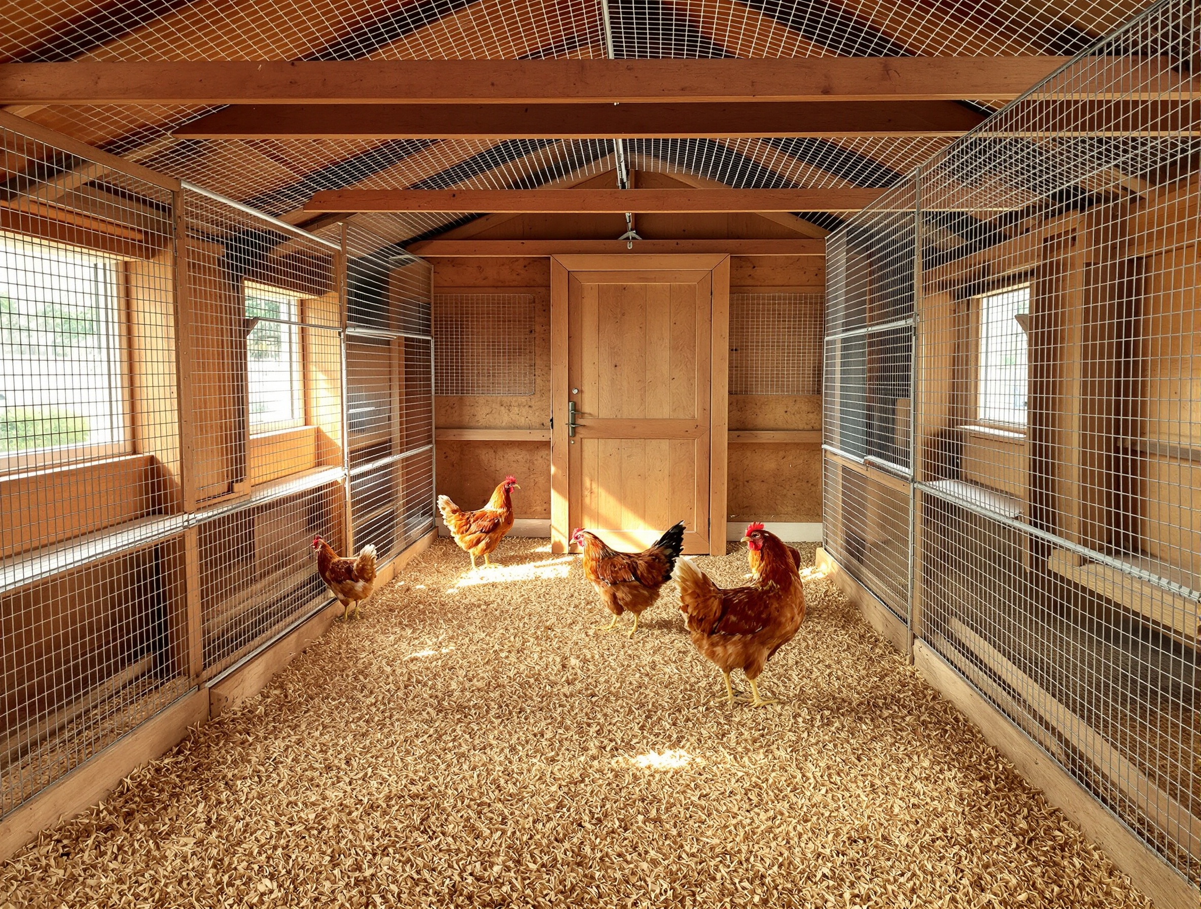 Poulailler sécurisé pour accueillir des poules Gauloises
