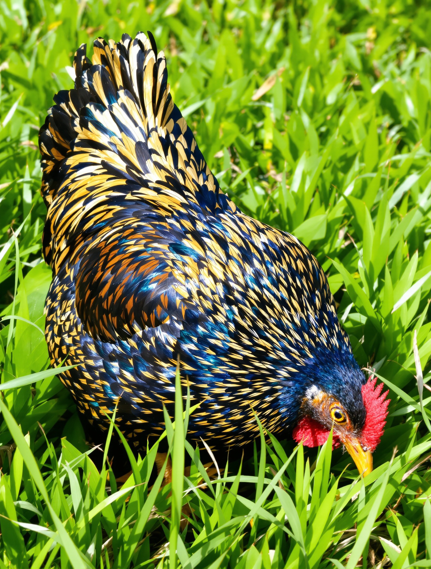 Wyandotte dorée à liseré bleu picorant dans l'herbe sous la lumière du soleil