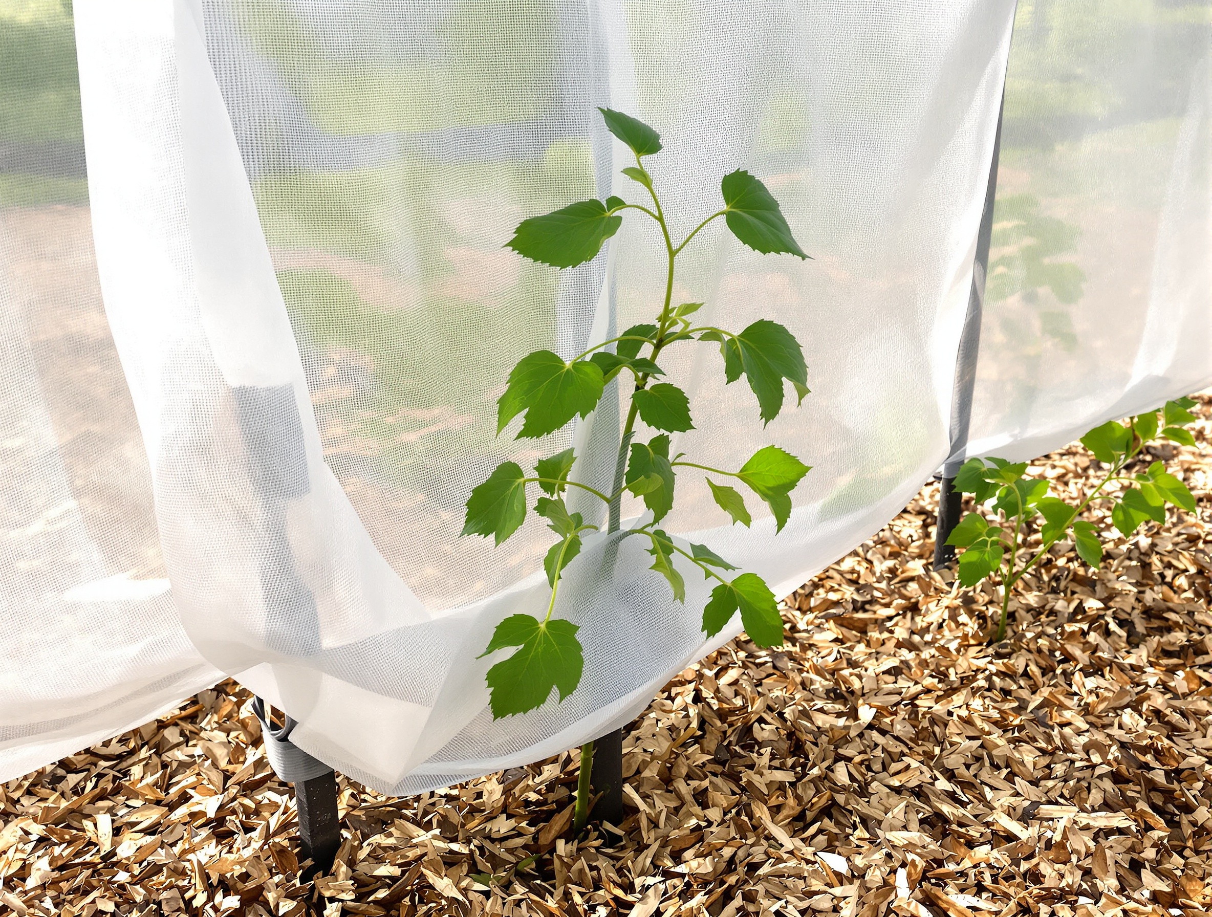 protection gel vent support solide kiwi palissé