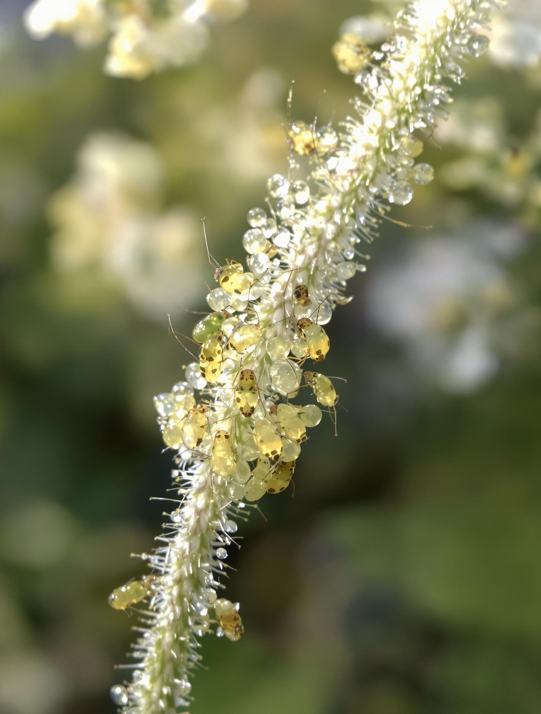 Pucerons sur tige d’Edelweiss en pot urbain
