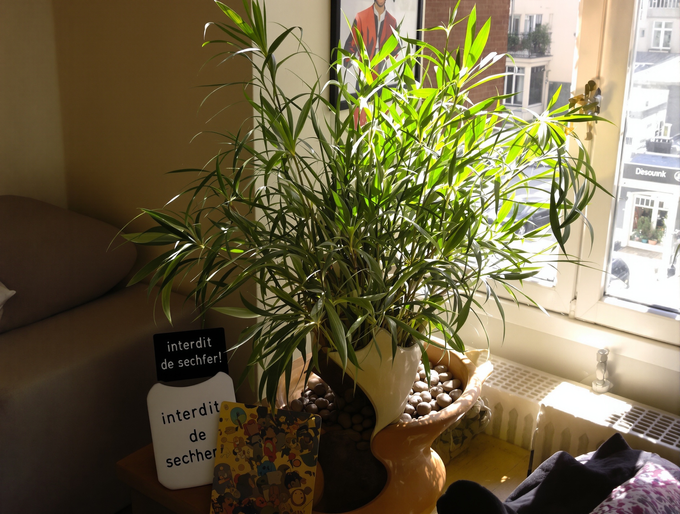 Papyrus intérieur capricieux dans cache-pot moderne près fenêtre