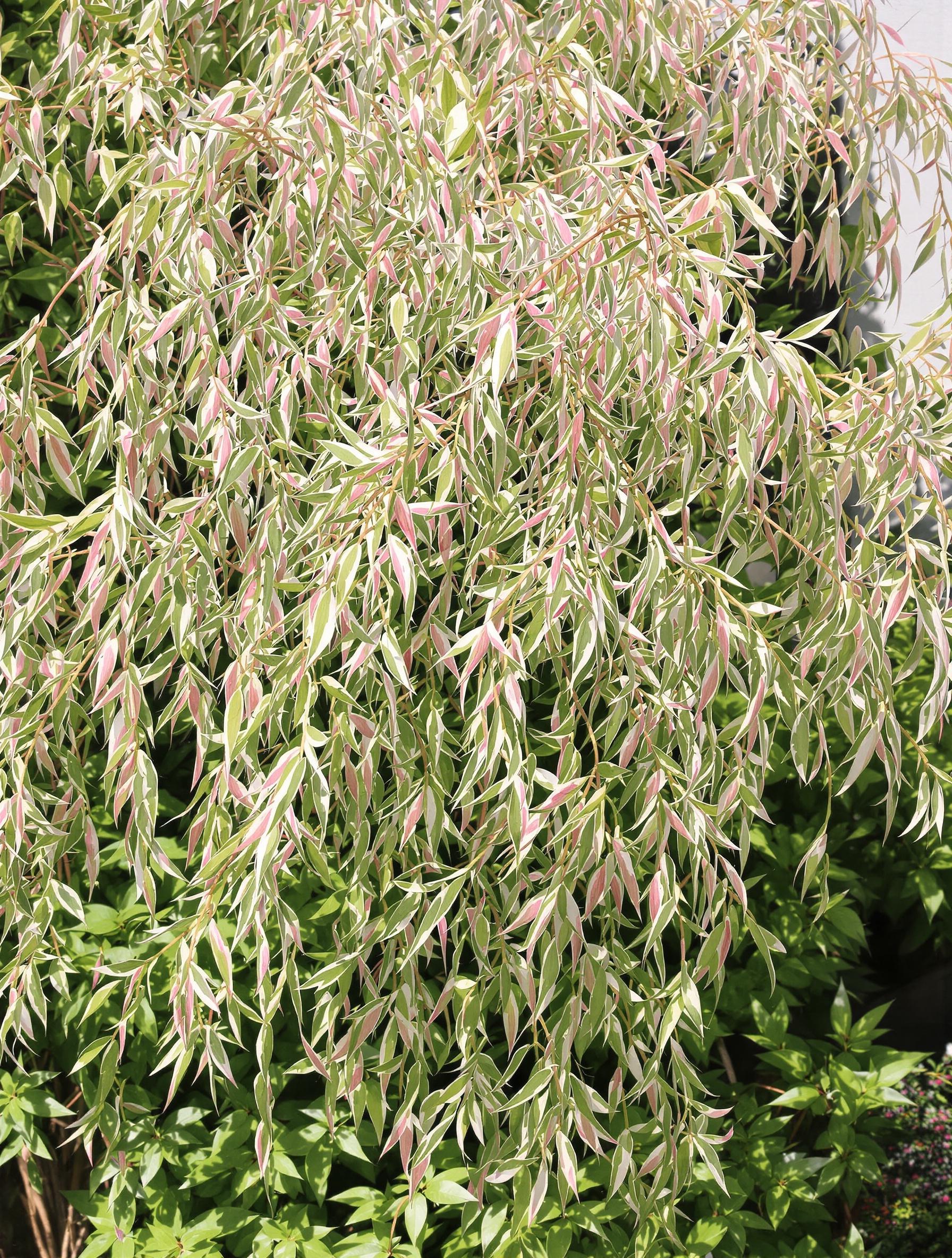 Jeune saule crevette Hakuro Nishiki avec feuillage panaché blanc et rose, ambiance jardin contemporain