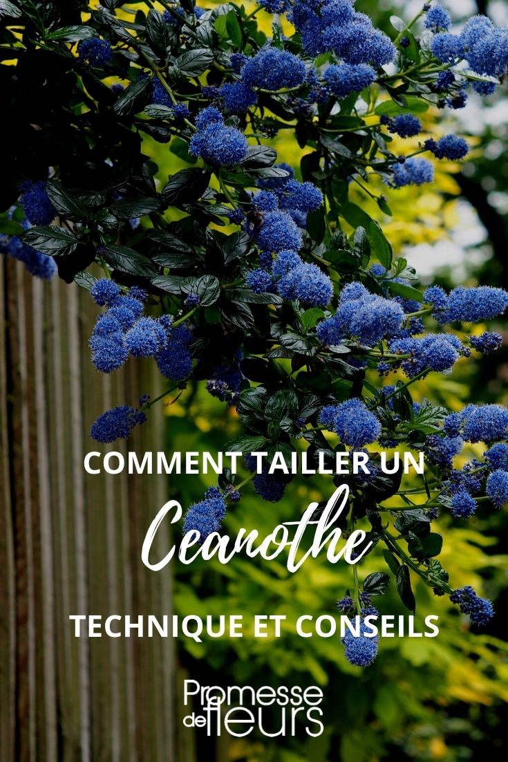 Schéma comparatif coupe céanothe persistant vs caduc