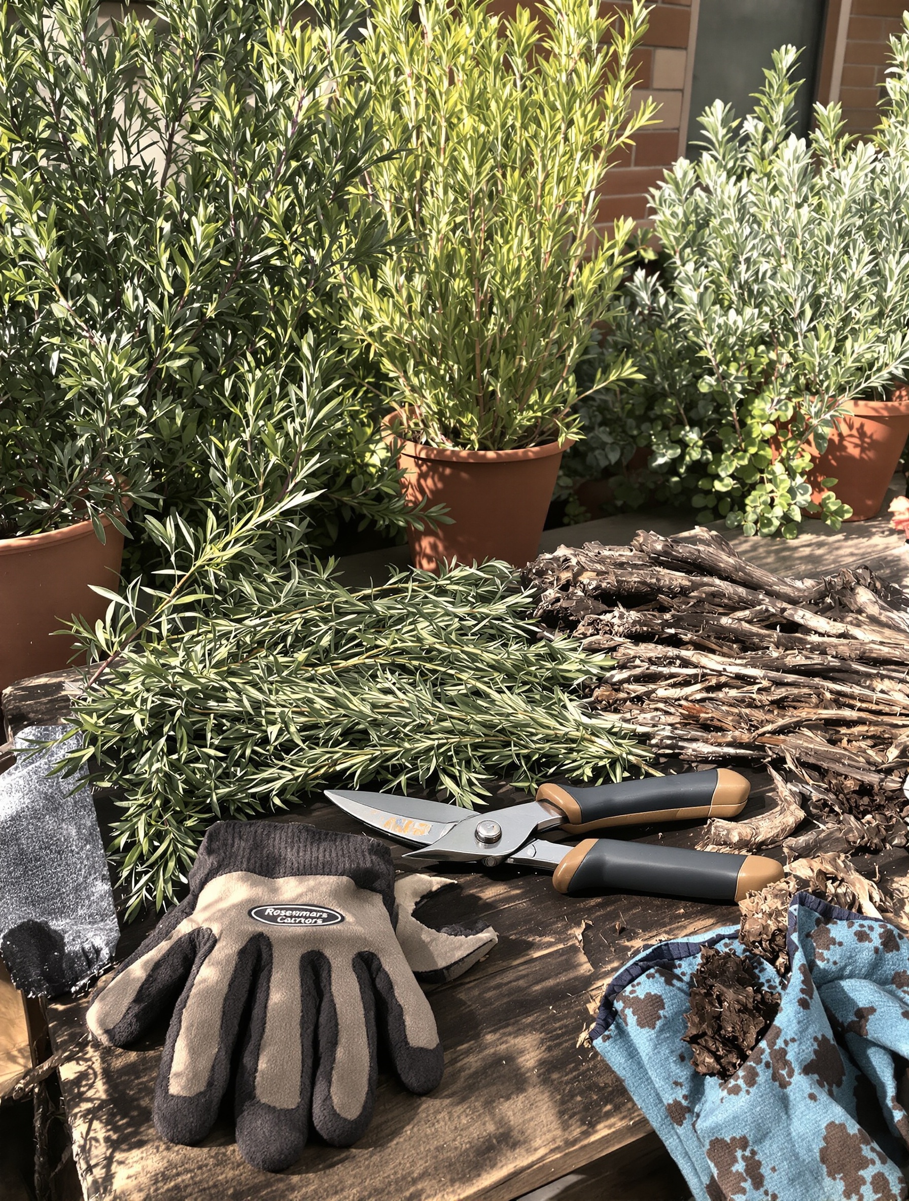 Sécateur propre et désinfecté, gants de jardin, romarin en pot et pleine terre avec bois vert et bois mort bien visibles dans un atelier bohème