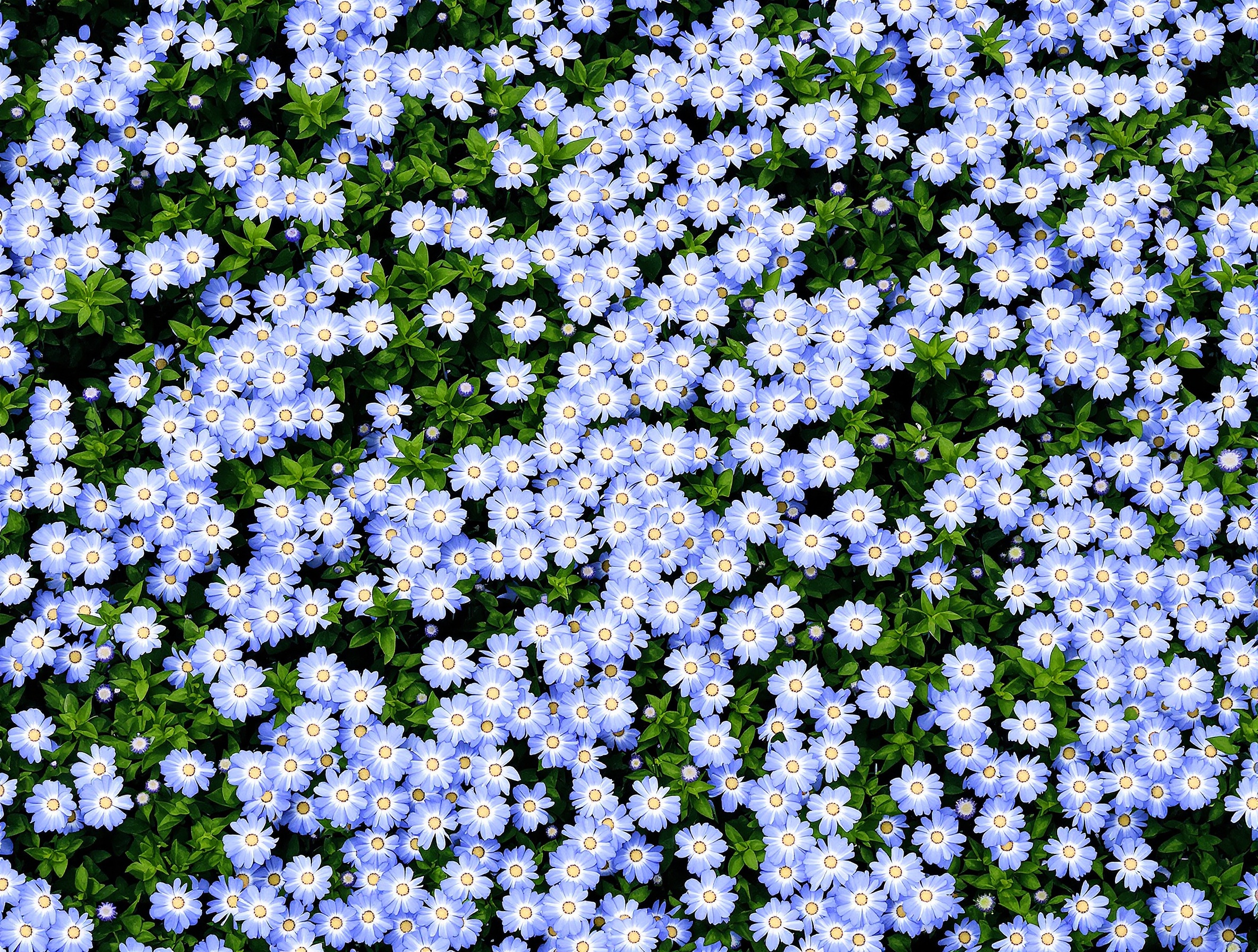 Tapis de Némophile bleu intense